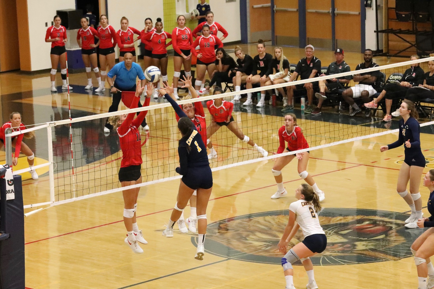 College of the Canyons sophomore outside hitter Shayla Johnson goes up for the kill during the Lady Cougars' 3-0 sweep over No. 4 Long Beach City College on Sept. 12, at the Cougar Cage. Jacob Velarde/COC Sports Information.